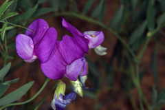 Lathyrus brachycalyx