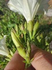 Calystegia occidentalis occidentalis