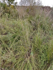 Ampelodesmos mauritanicus