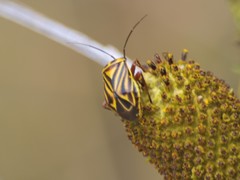 Calocoris barberi