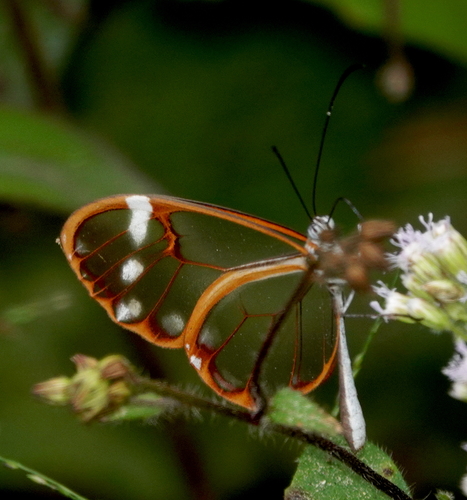 White-spotted Clearwing