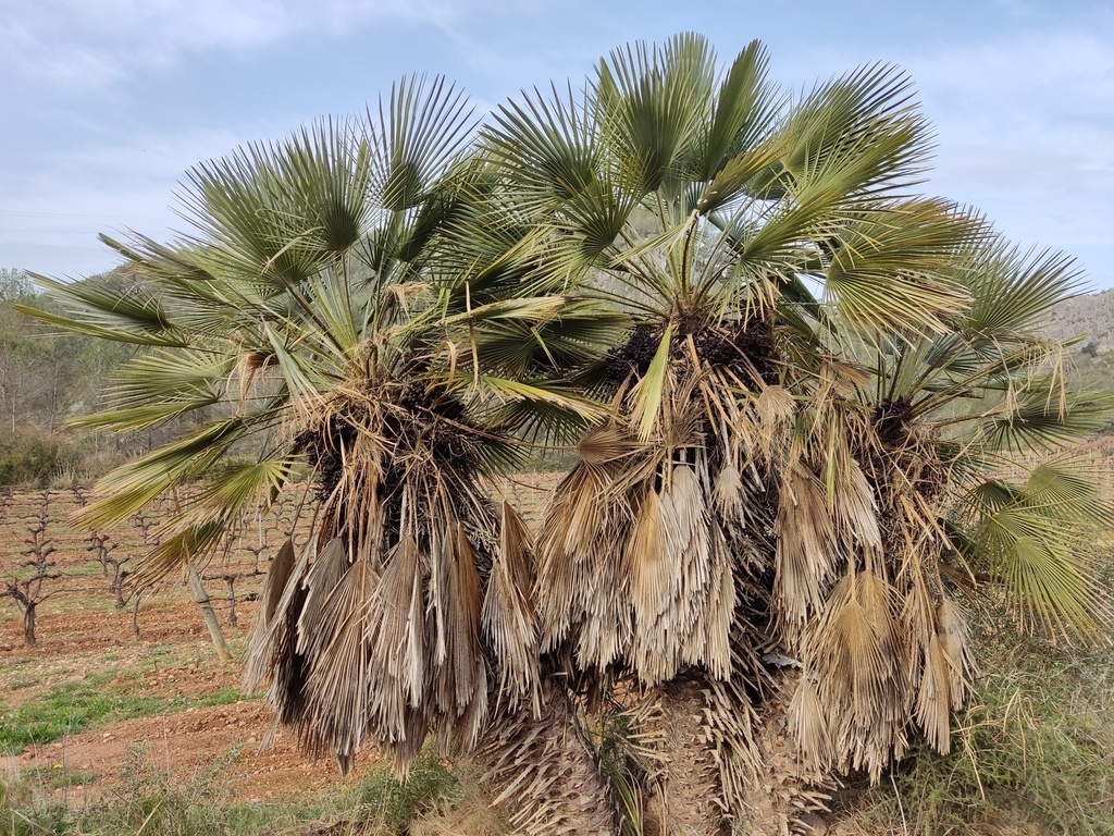 palma enana (Biodiversitat del Pont del Diable) · NaturaLista Mexico