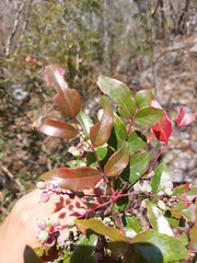 Berberis gracilis