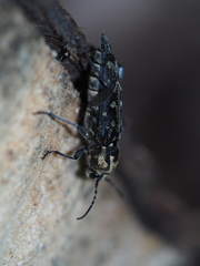 Xylotrechus rusticus