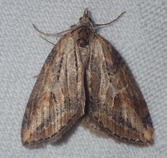 Chesias isabella