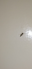 Nematocera