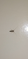 Nematocera