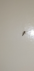 Nematocera