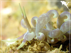 Phyllodesmium magnum