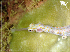 Corythoichthys ocellatus