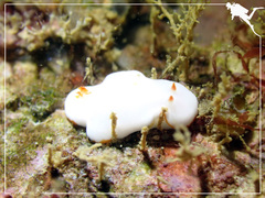 Verconia simplex