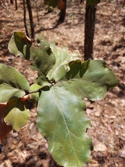 Quercus jonesii
