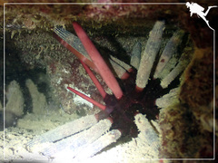 Phyllacanthus imperialis