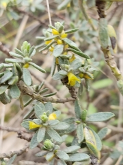 Thymelaea tinctoria