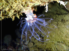 Alicia pretiosa