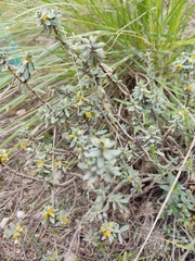 Thymelaea tinctoria
