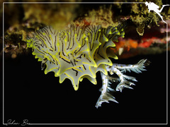 Halgerda willeyi