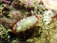 Goniobranchus decorus