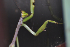 Stagmatoptera supplicaria