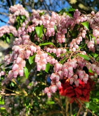 Pieris japonica