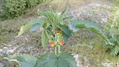 Scrophularia grandiflora