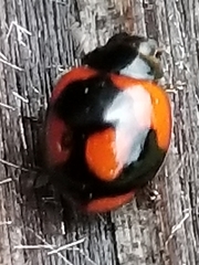 Exochomus jamaicensis