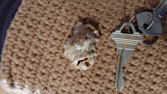 Alanbeuella corrugata