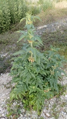 Scrophularia grandiflora