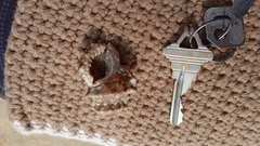 Alanbeuella corrugata