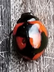 Exochomus jamaicensis