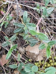 Helianthemum oelandicum
