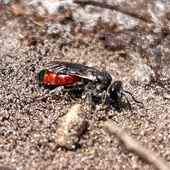Sphecodes pellucidus