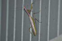 Stagmatoptera supplicaria