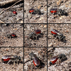 Sphecodes pellucidus