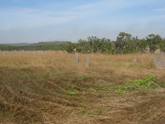 Amitermes meridionalis