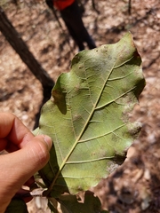 Quercus jonesii