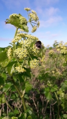 Bombus