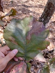 Quercus jonesii