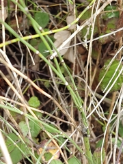 Equisetum ramosissimum
