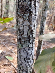 Quercus jonesii