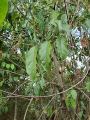 Magnoliopsida