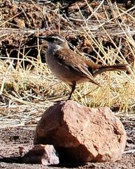 Cinclodes albiventris