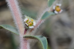 Euphorbia acuta