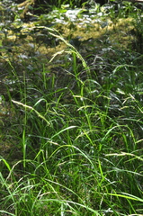 Melica subulata