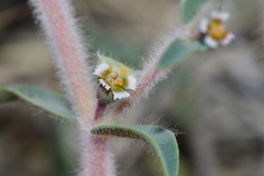 Euphorbia acuta