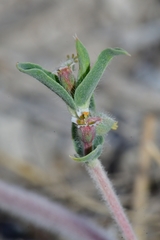 Euphorbia acuta