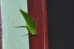 Frontinus
