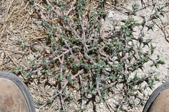 Euphorbia acuta