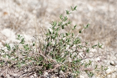 Euphorbia acuta