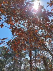 Quercus jonesii